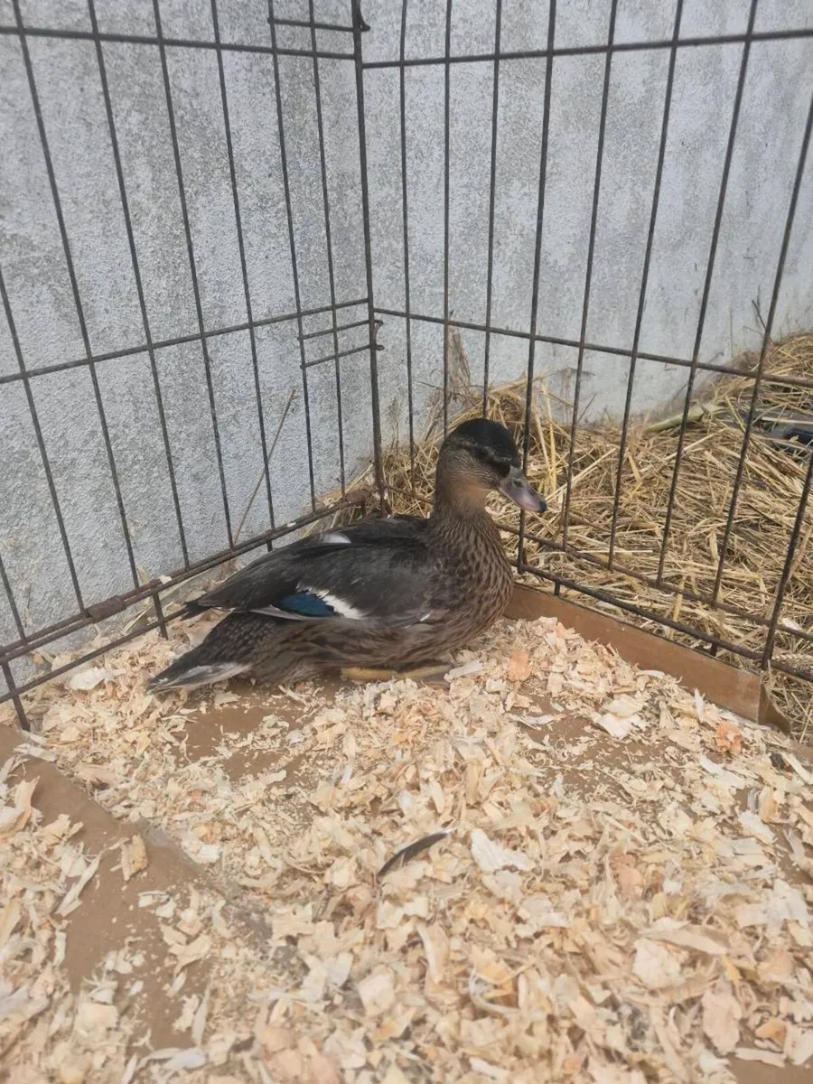 Call ducks - Image 3