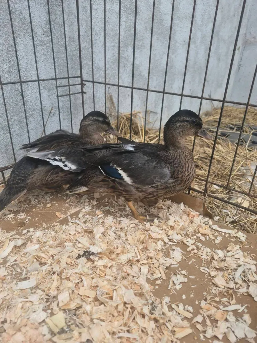 Call ducks - Image 4