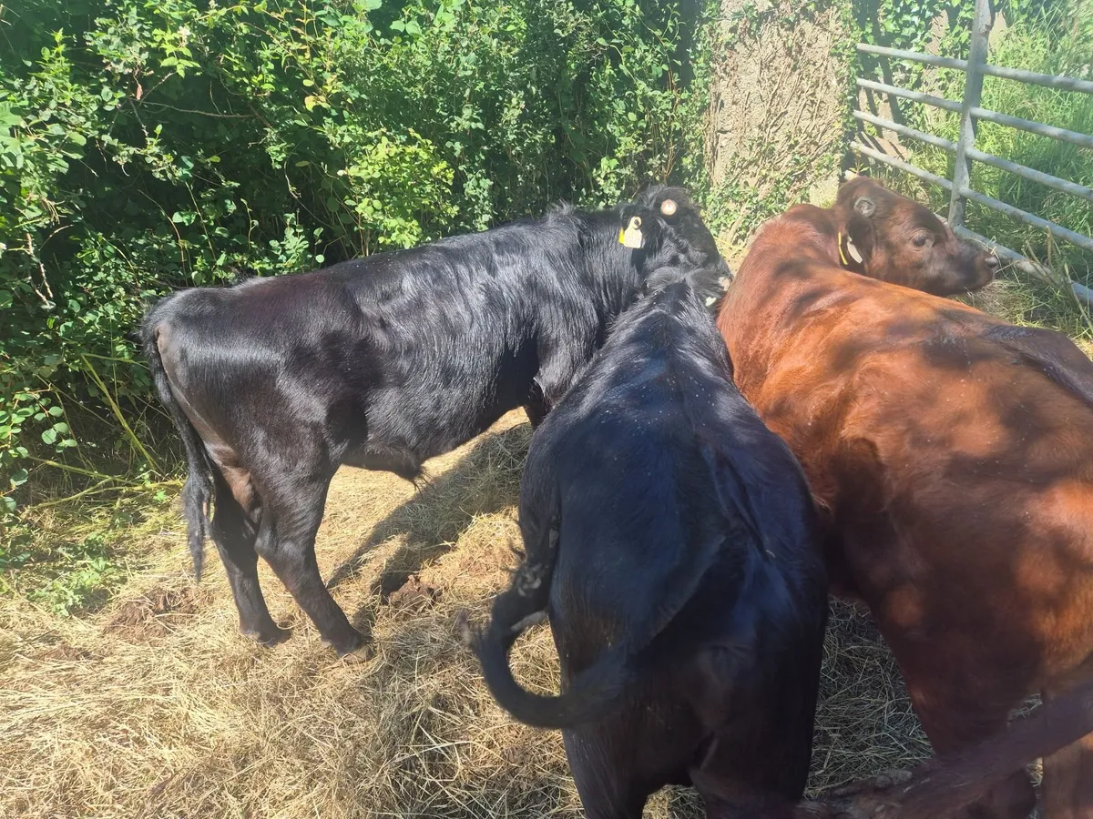 Beef cattle - Image 2