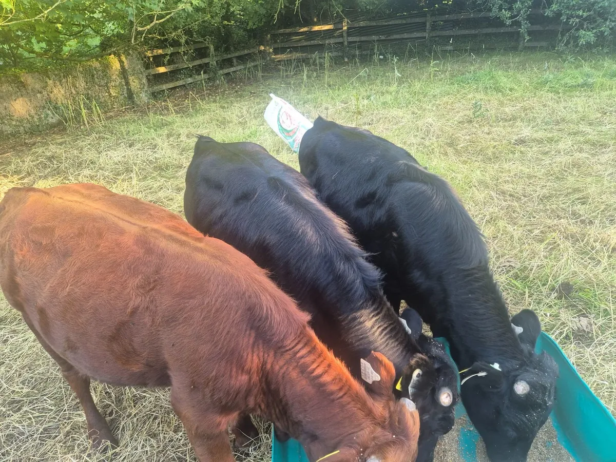 Beef cattle - Image 4