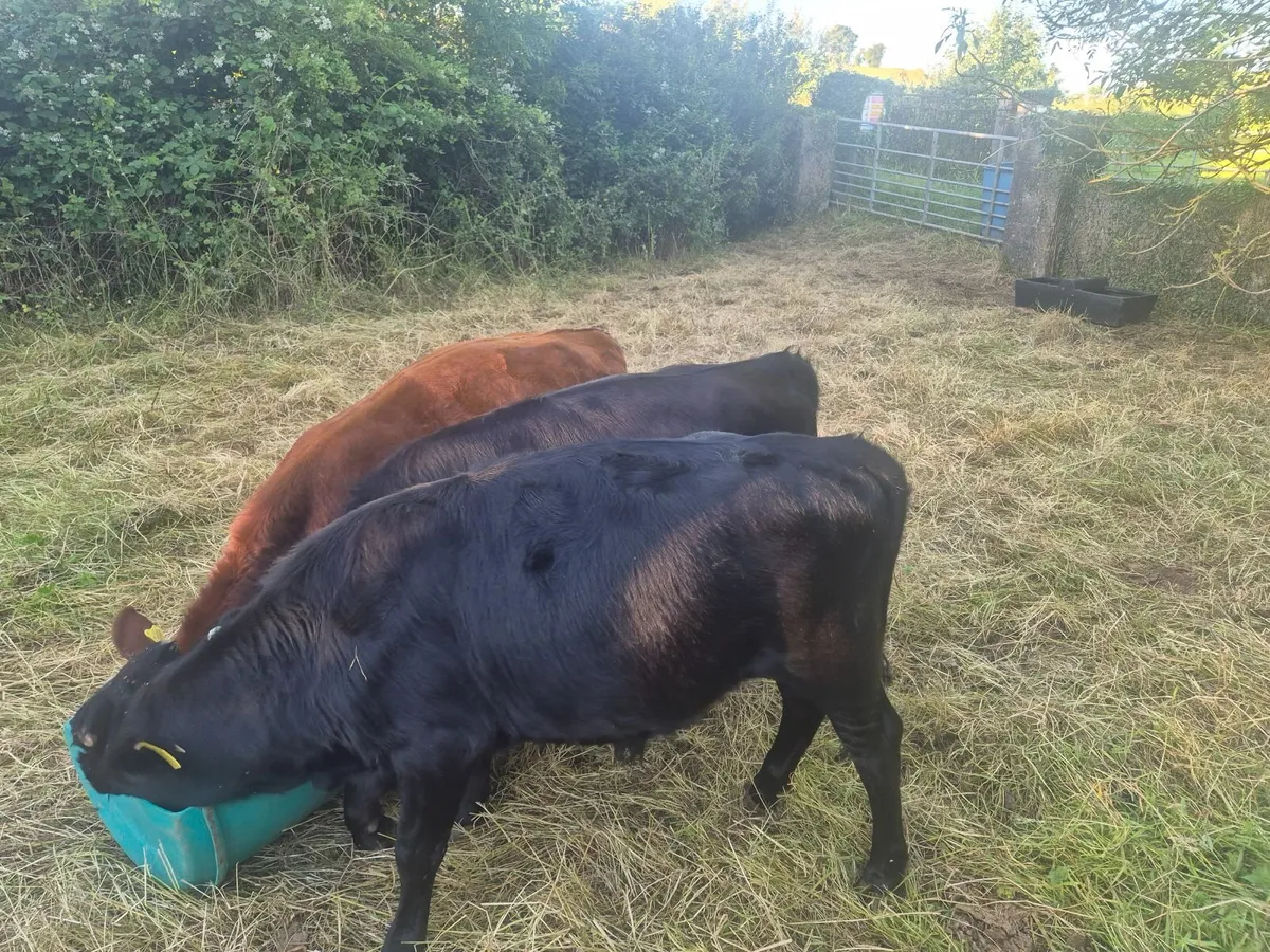 Beef cattle - Image 3