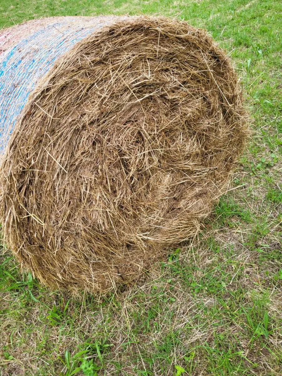 June Hay - Athlone Area - Image 1