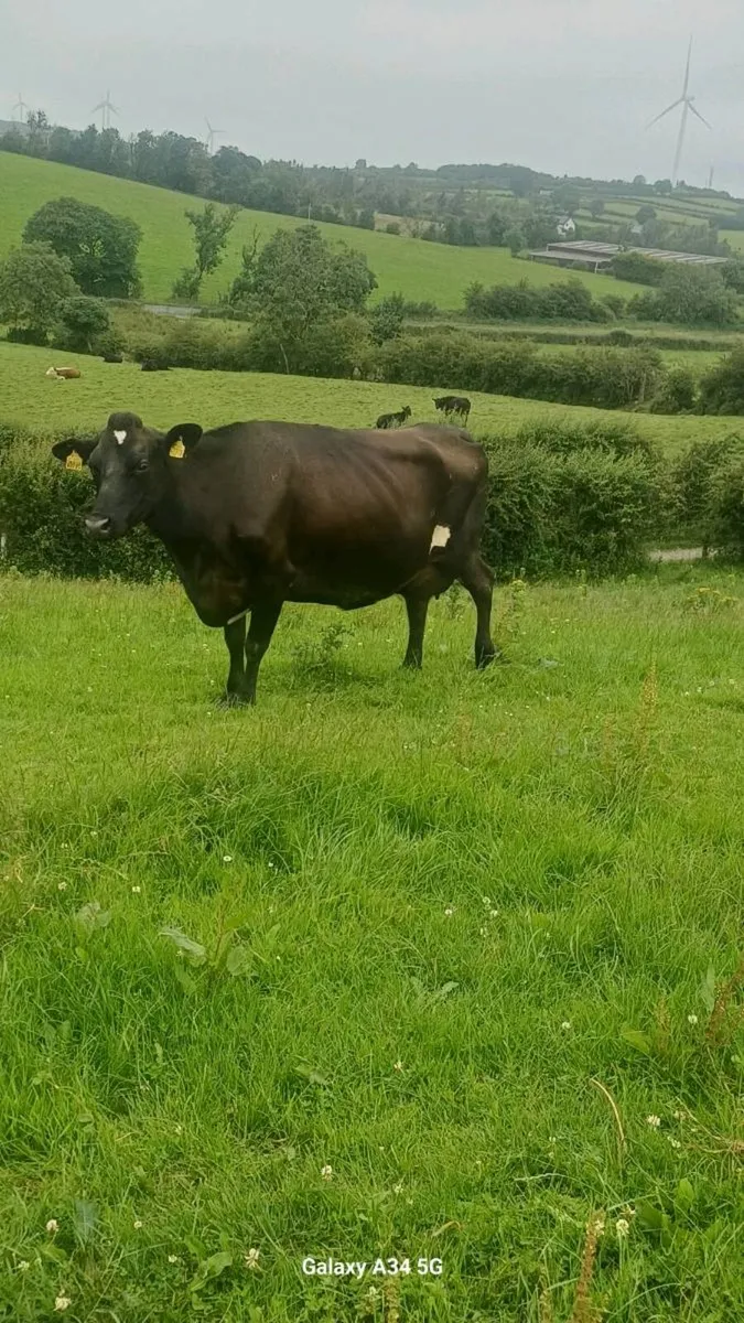 Cow to suck calves - Image 1