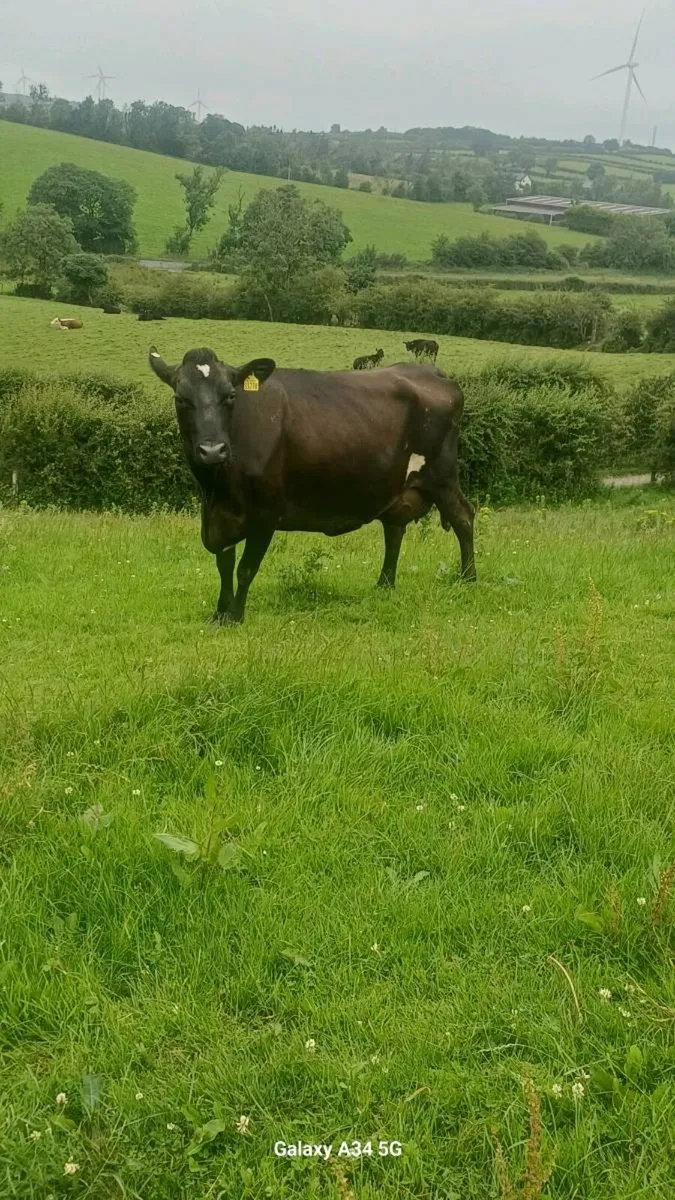 Cow to suck calves - Image 2