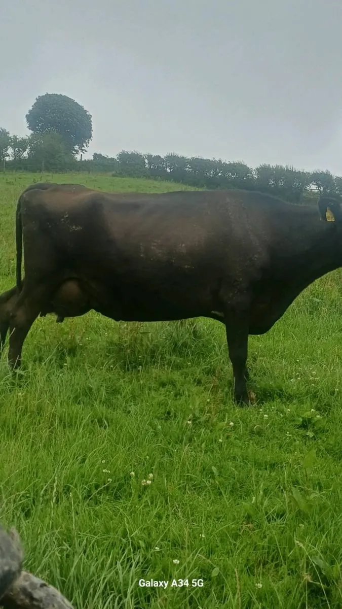 Cow to suck calves - Image 3