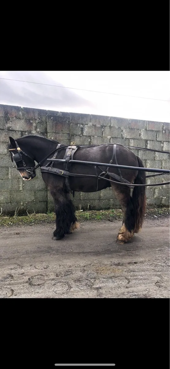 4 yr old Bay gelding - Image 4