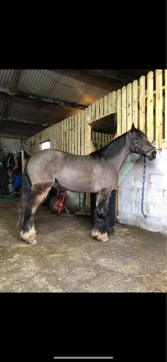 4 yr old Bay gelding - Image 2