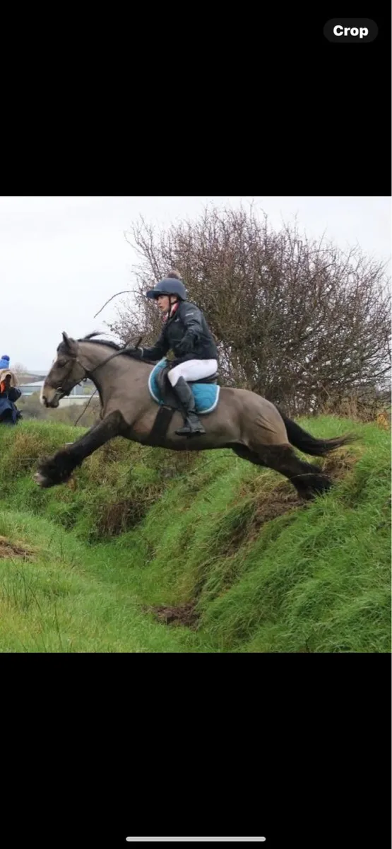 4 yr old Bay gelding - Image 3