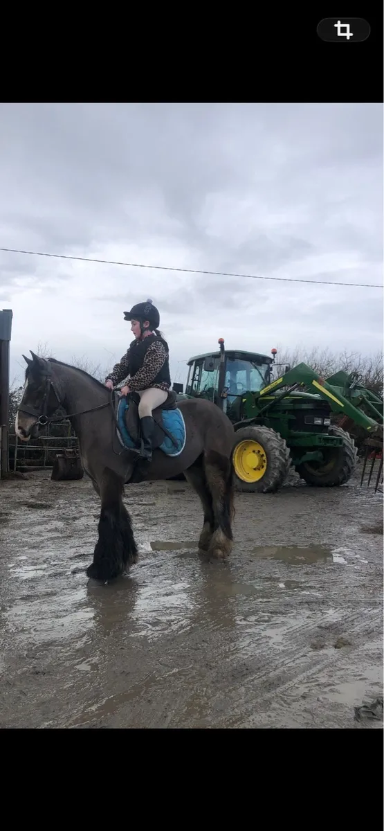 4 yr old Bay gelding - Image 1