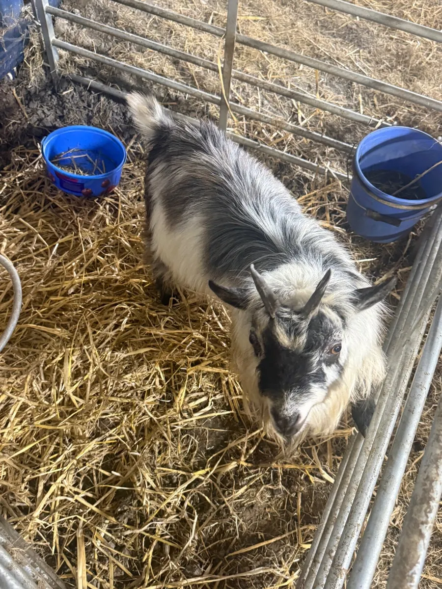 3  Pygmy bucks for sale - Image 1
