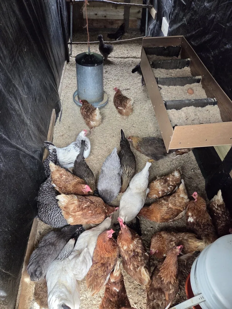 Hens for sale .. - Image 1