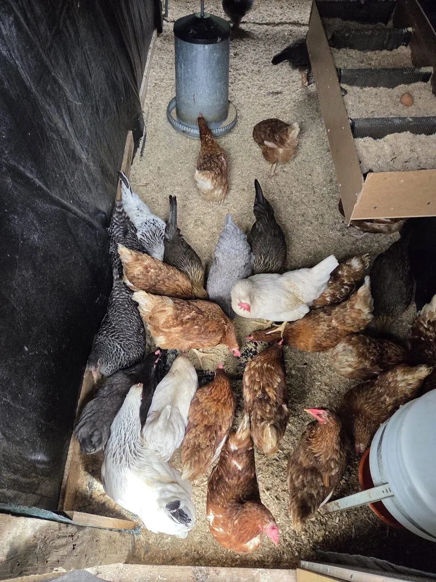 Hens for sale .. - Image 2