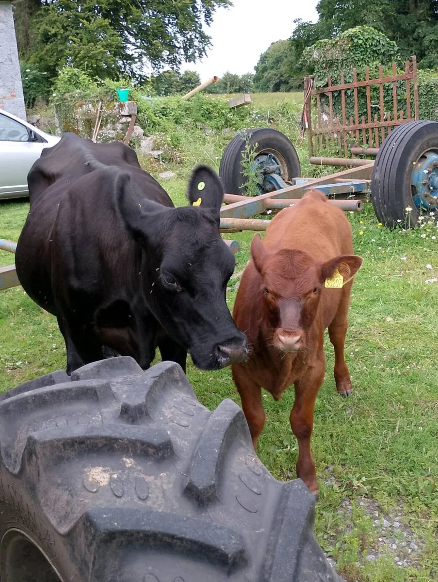 Pedigree Angus Herd Clearance - Image 1