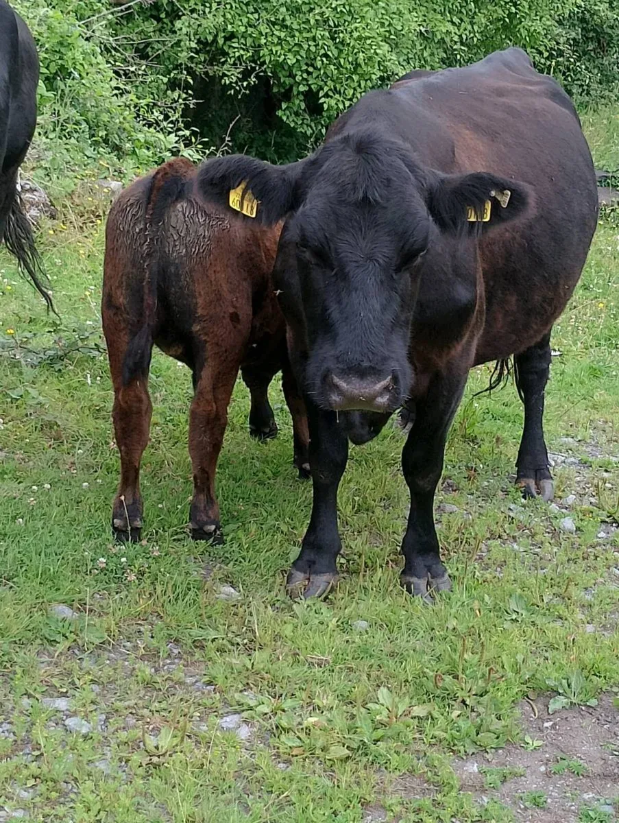Pedigree Angus Herd Clearance - Image 2