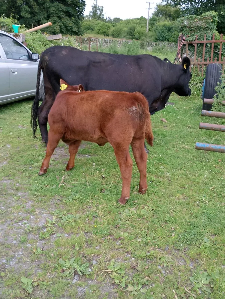 Pedigree Angus Herd Clearance - Image 3