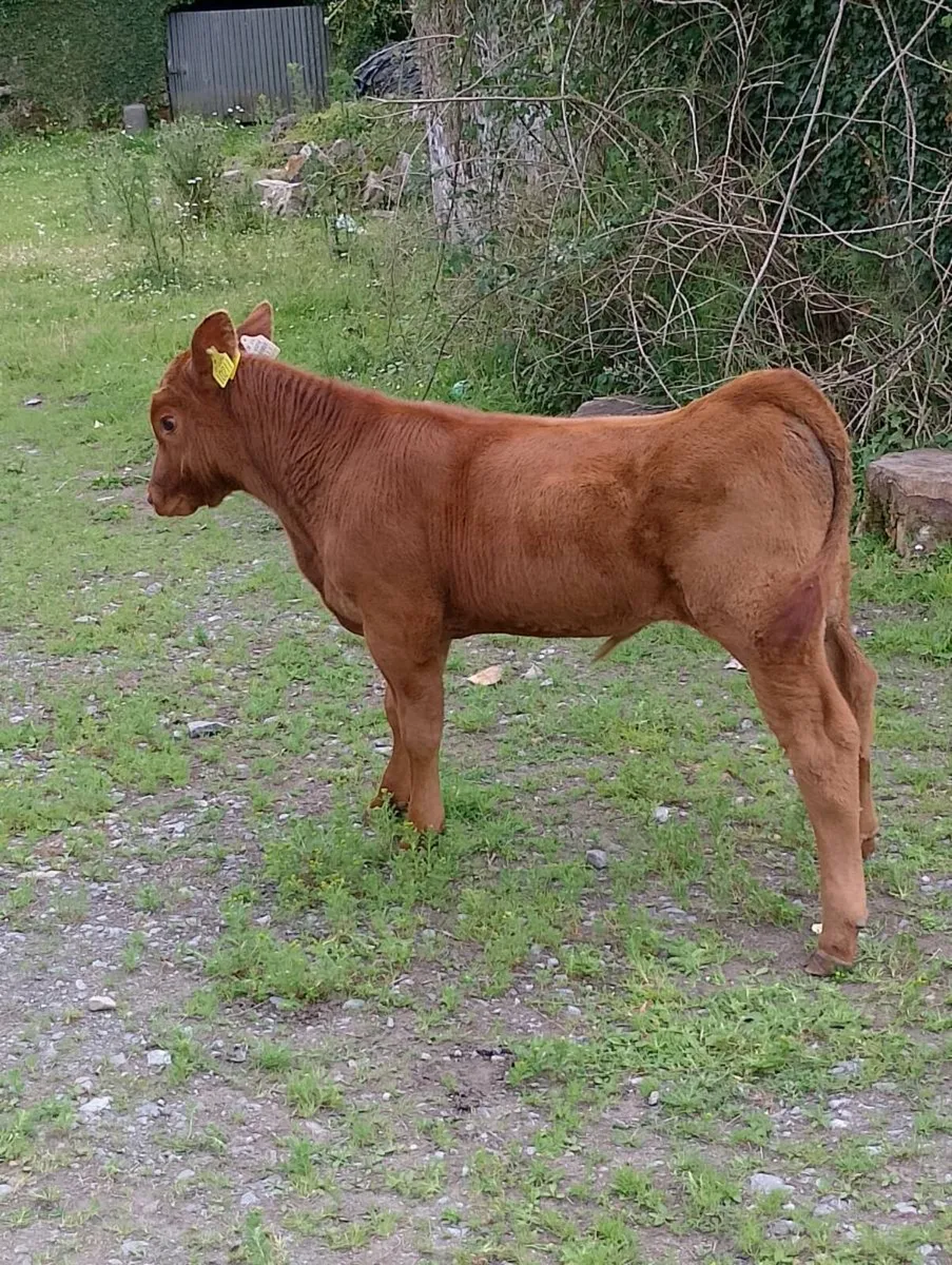 Pedigree Angus Herd Clearance - Image 4