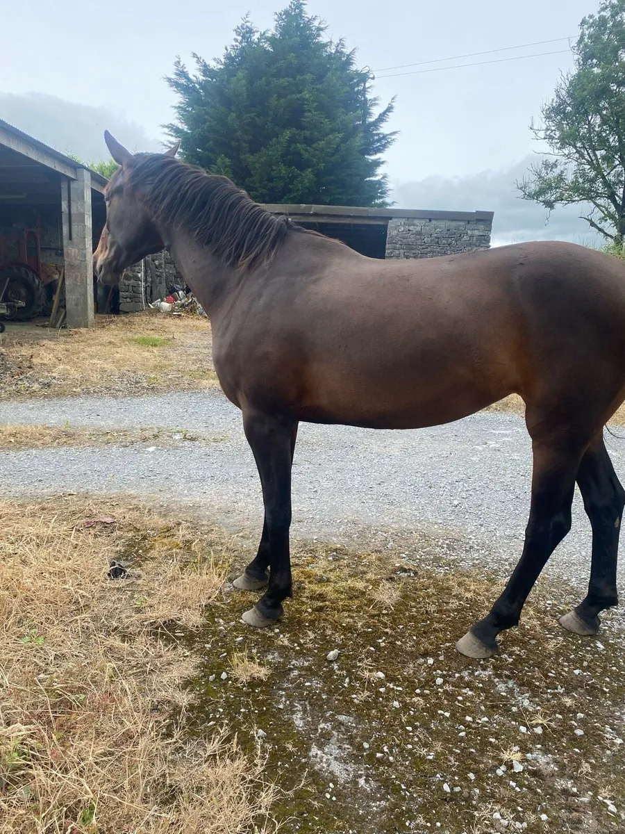 3 year old filly - Image 3