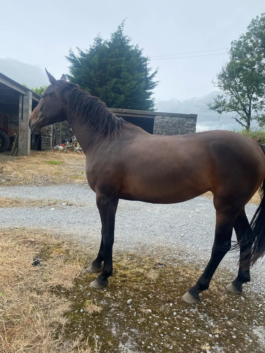 3 year old filly - Image 4