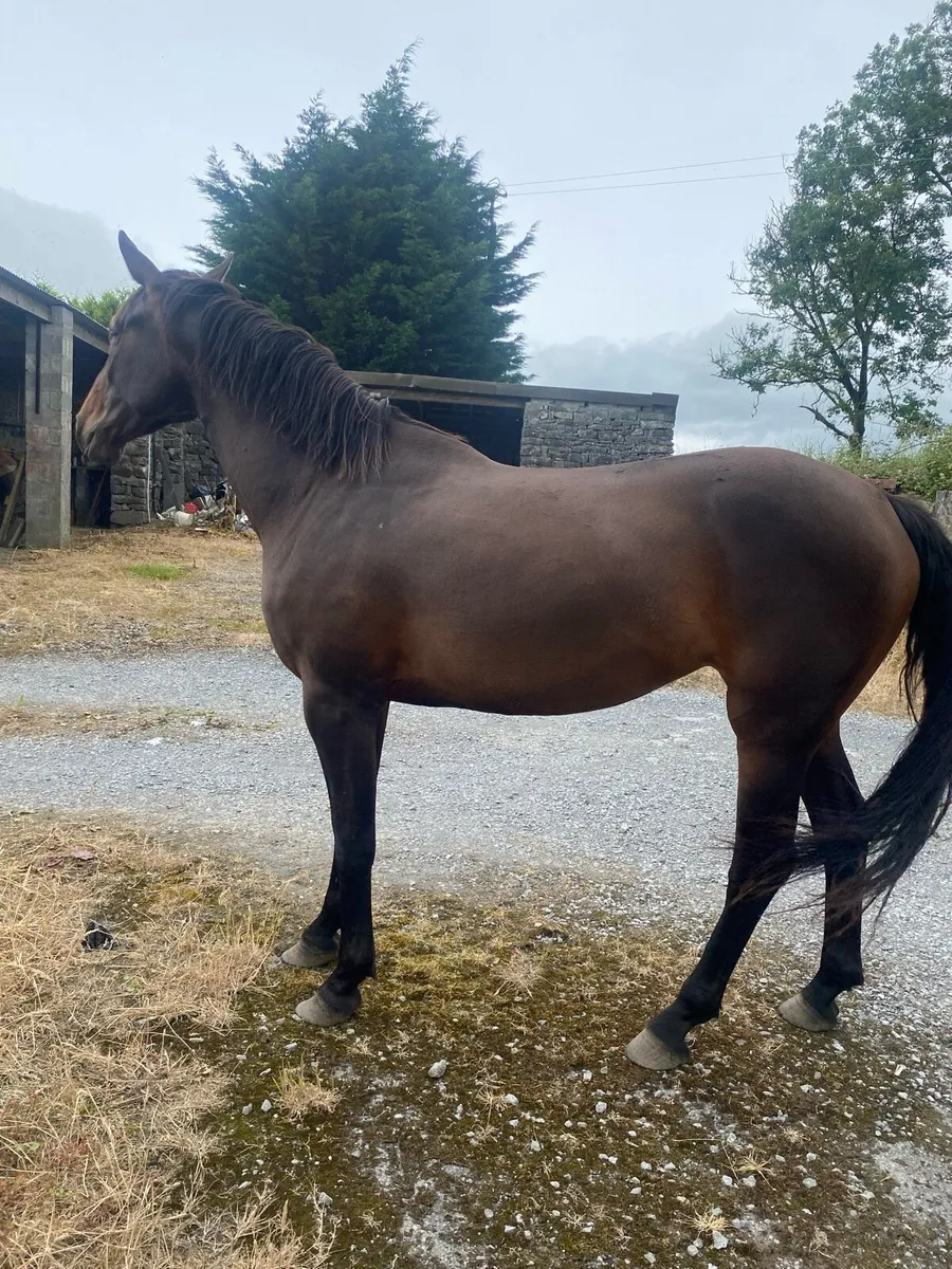 3 year old filly - Image 1