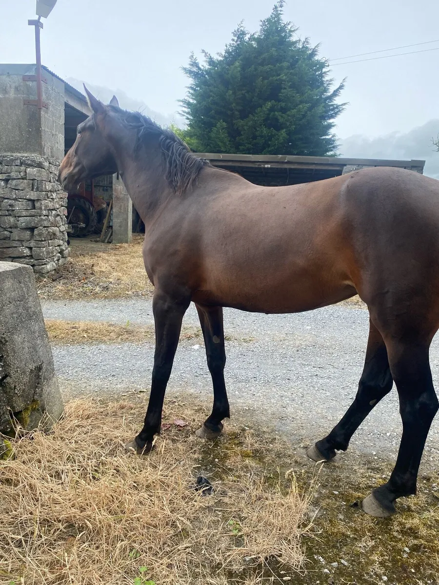 3 year old filly - Image 2