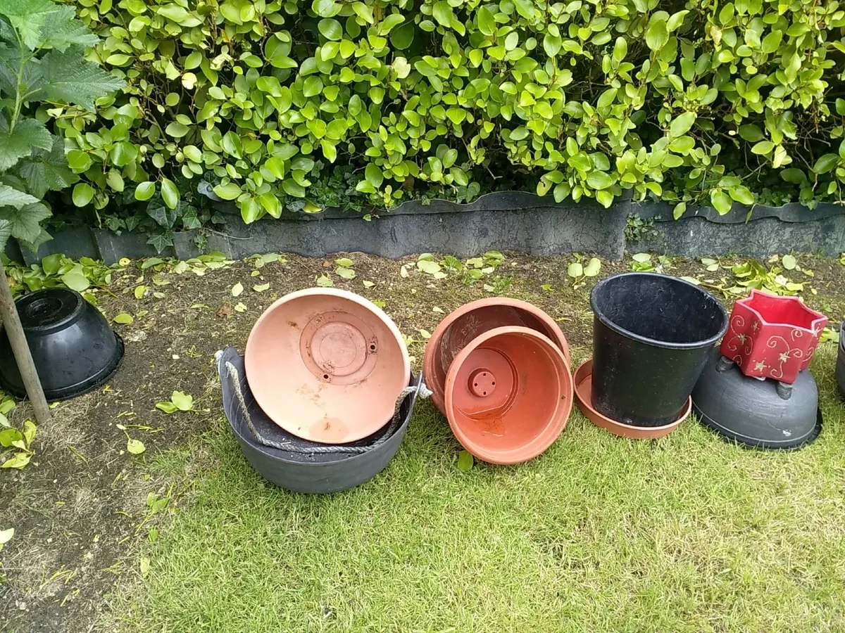 Flower pots and hanging baskets - Image 2