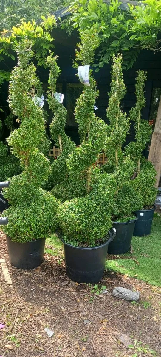 Buxus trees - Image 1