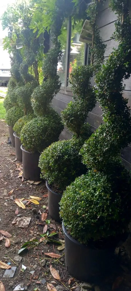 Buxus trees - Image 2