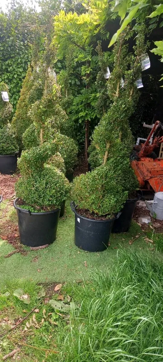 Buxus trees - Image 3