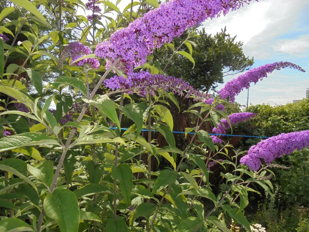Butterfly bush