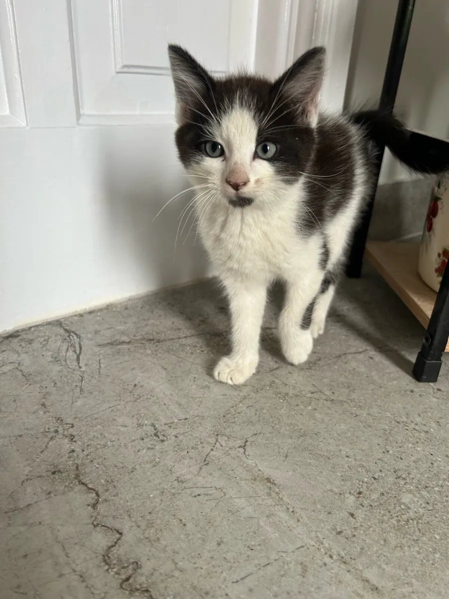 Gorgeous Kittens - Image 2
