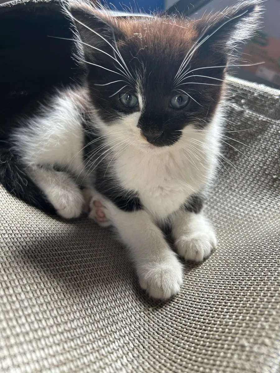 Gorgeous Kittens - Image 1