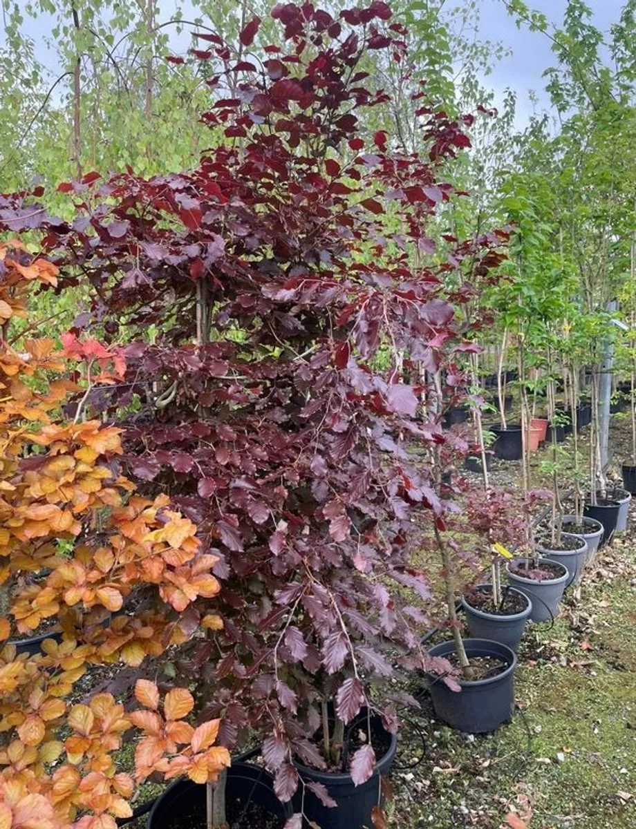 Trees for Sale - Image 1