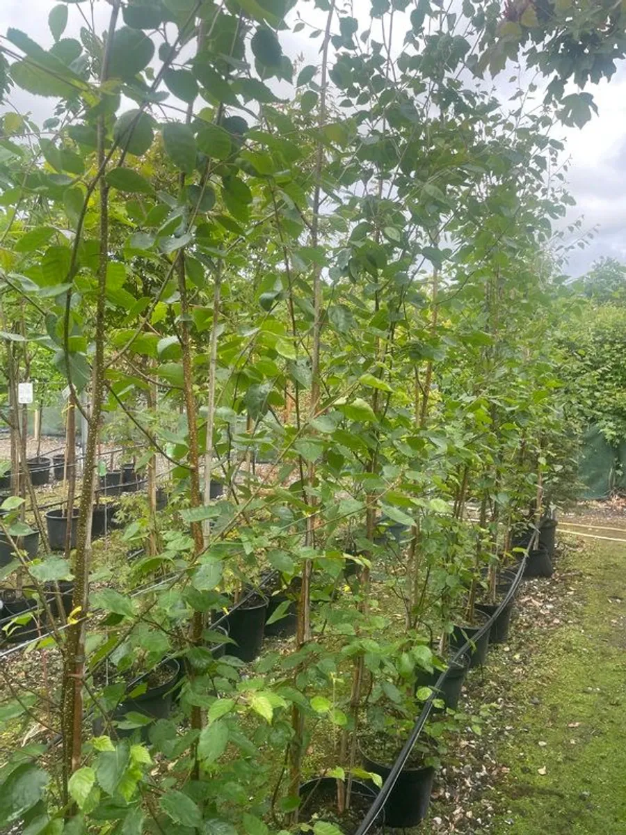 Trees for Sale - Image 2