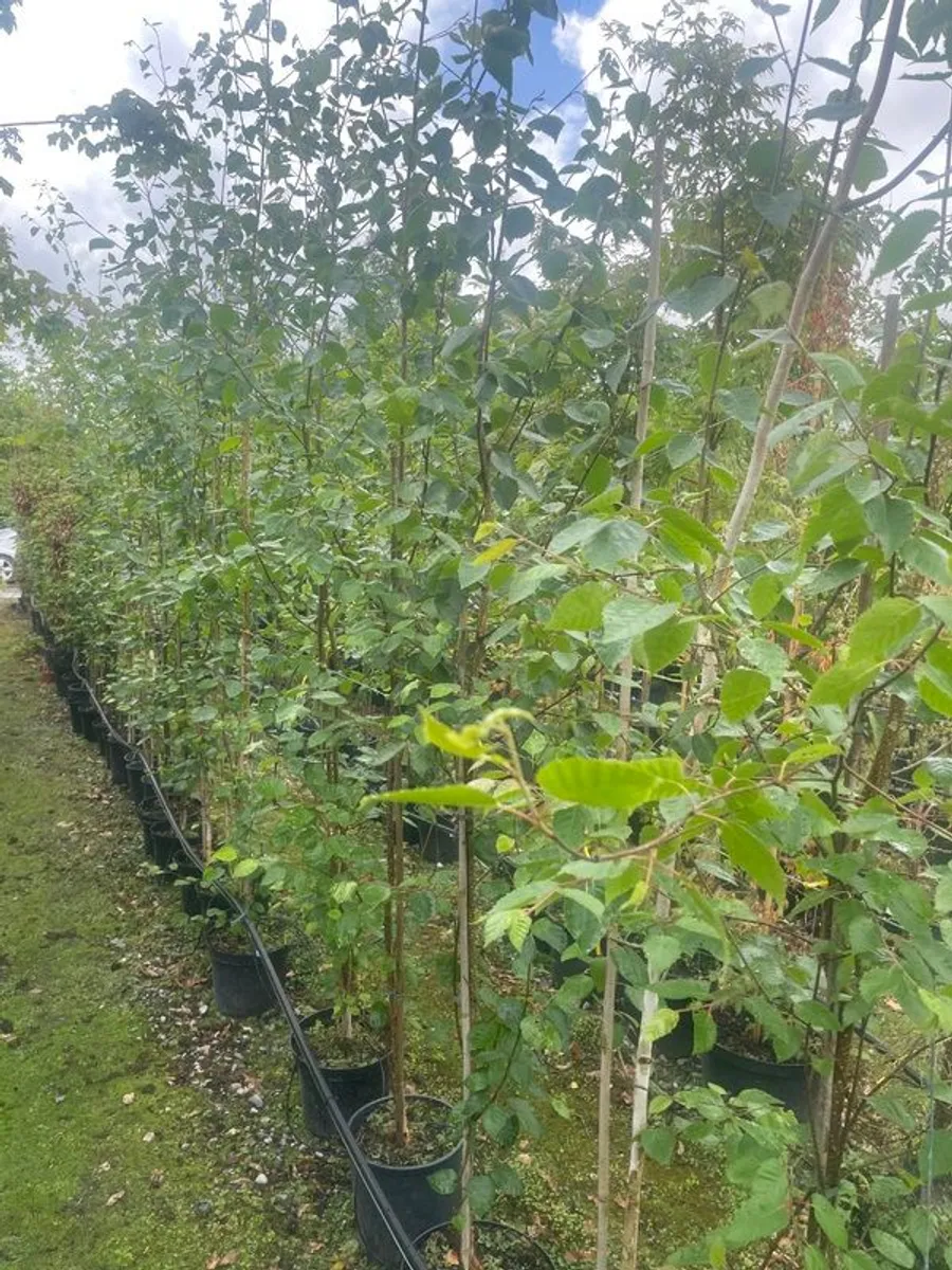 Trees for Sale - Image 3