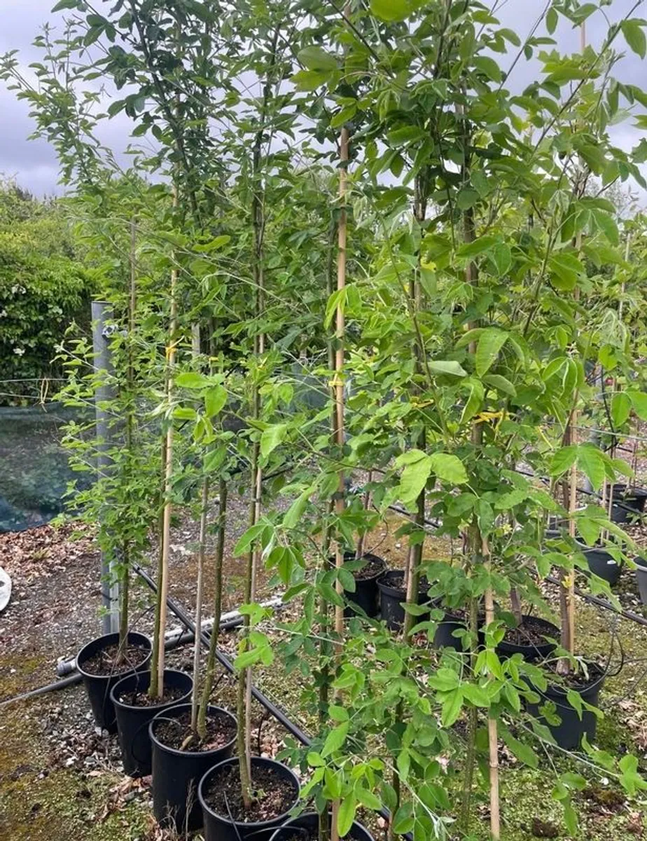 Trees for Sale - Image 4