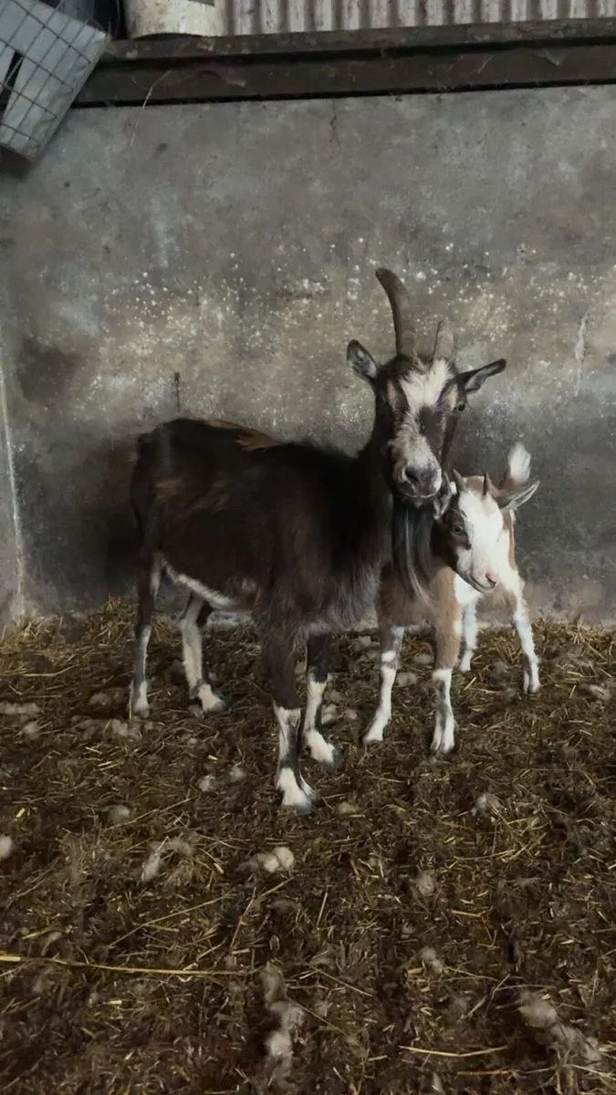 She goats - Image 1