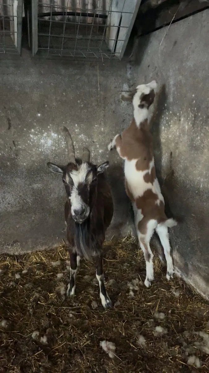 She goats - Image 3