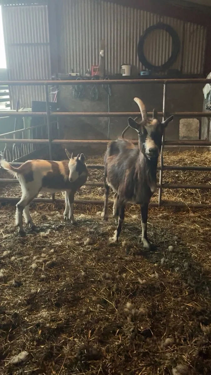 She goats - Image 2