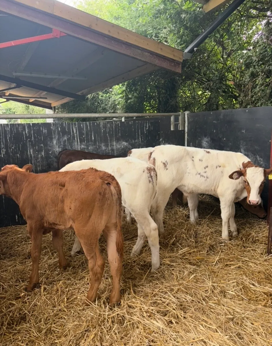 12 top quality continental bull runners🔥🔥 - Image 1