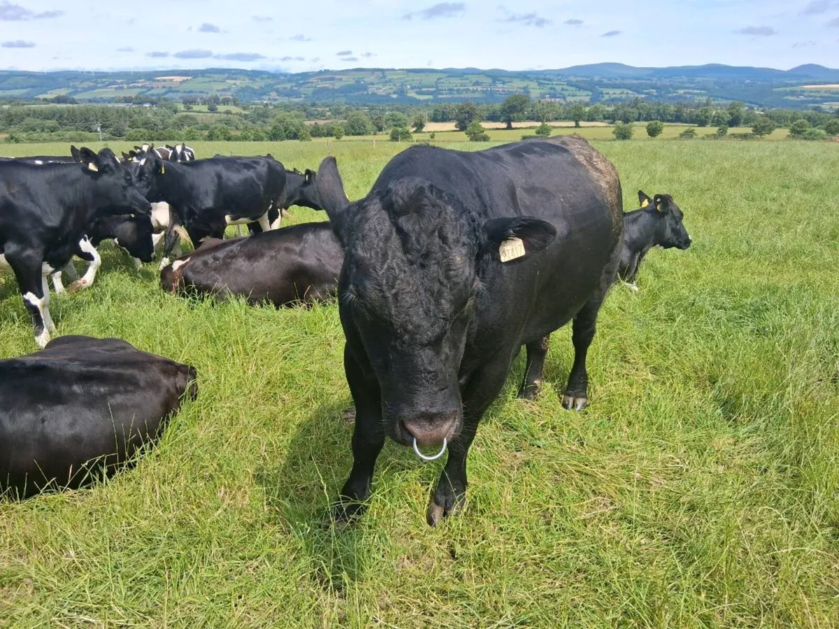 Livestock - Image 2