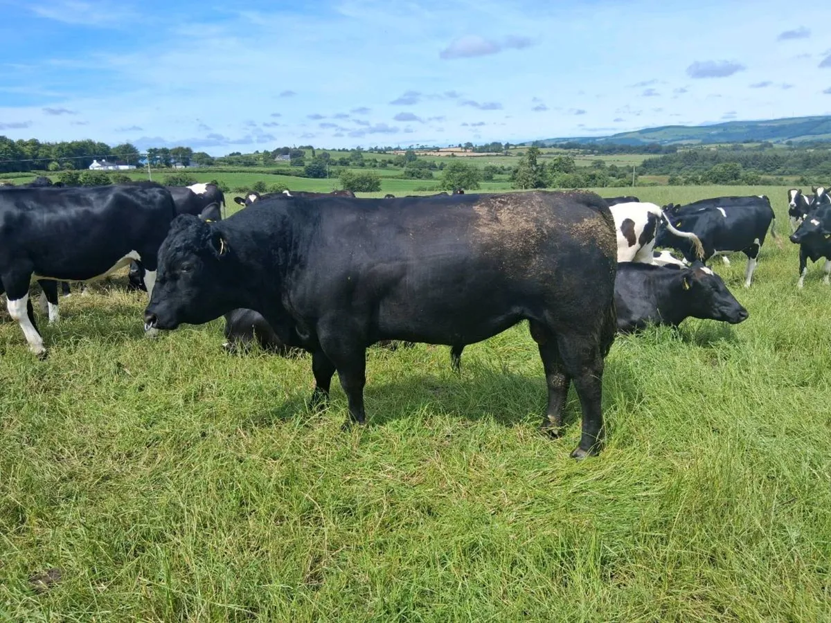 Livestock - Image 3