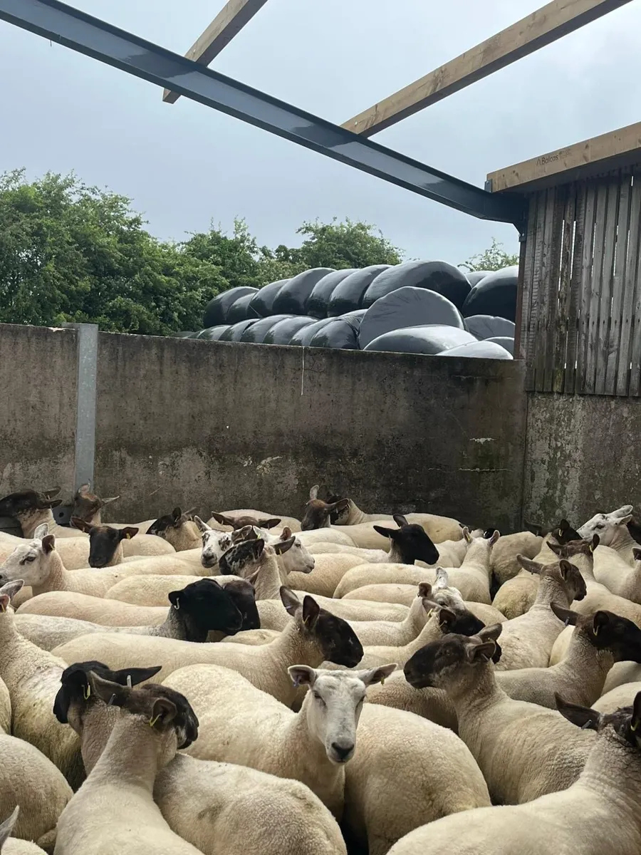 Hoggets - Image 1