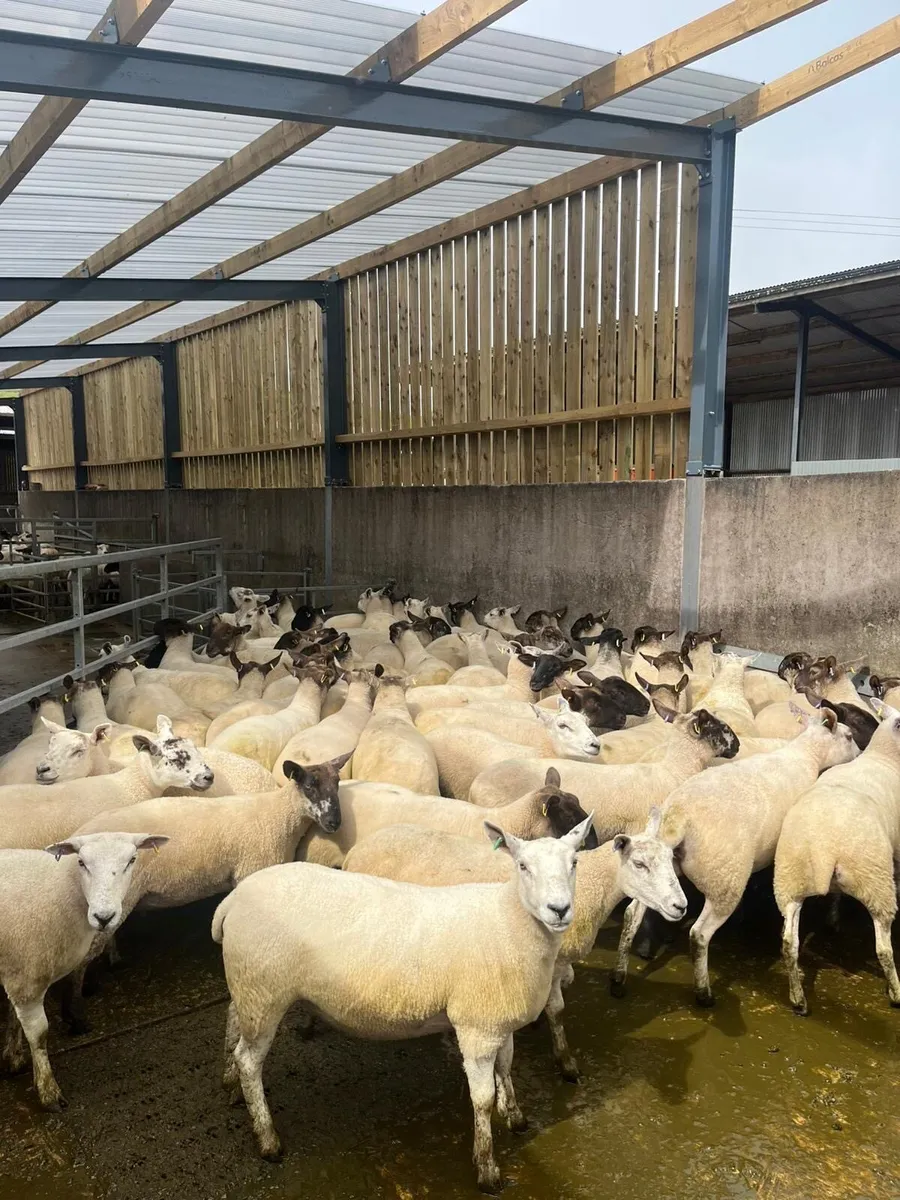 Hoggets - Image 2
