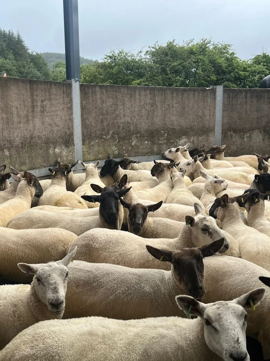 Hoggets - Image 3