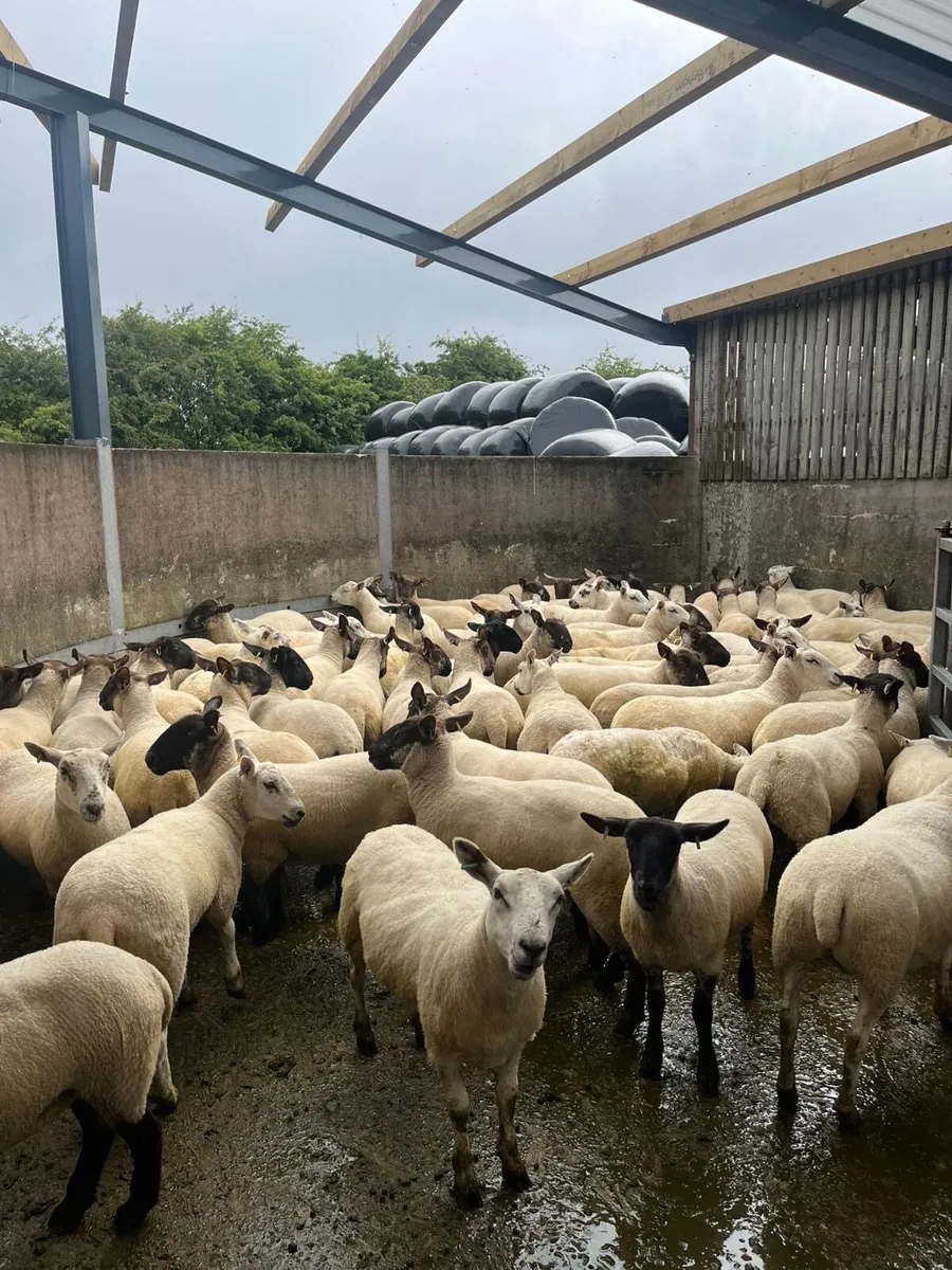 Hoggets - Image 4