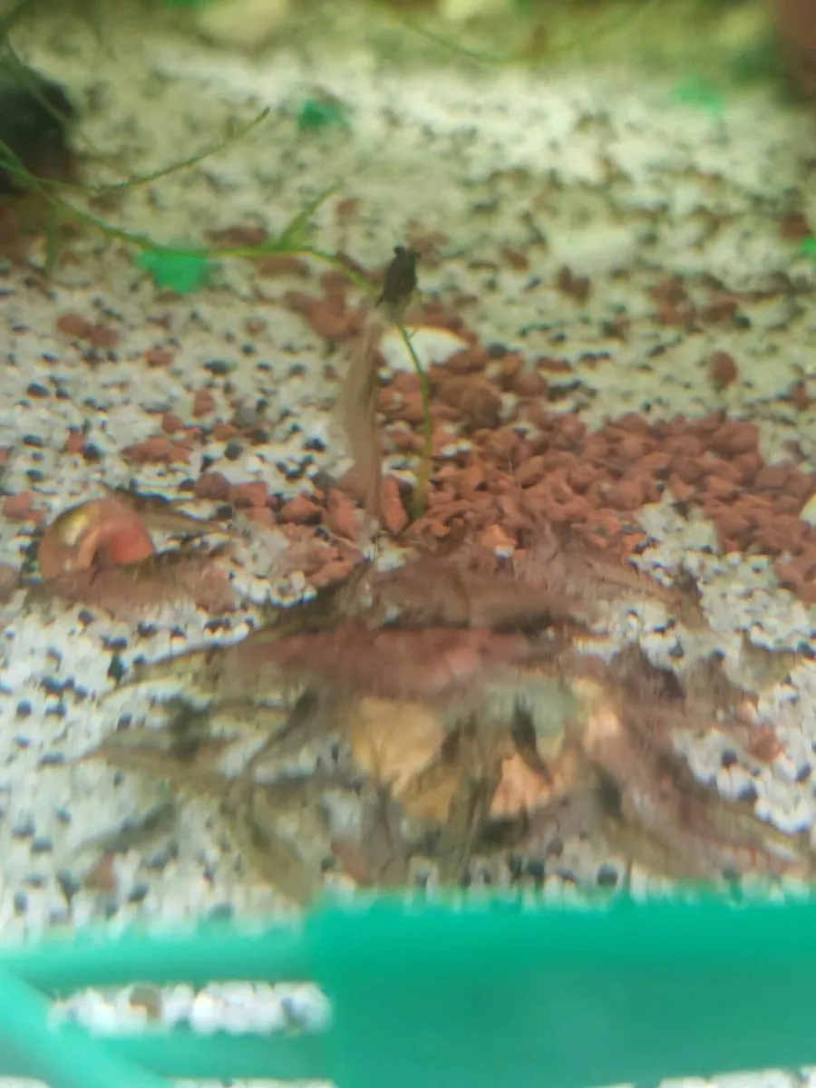 Neocardinia shrimp mixed - Image 1