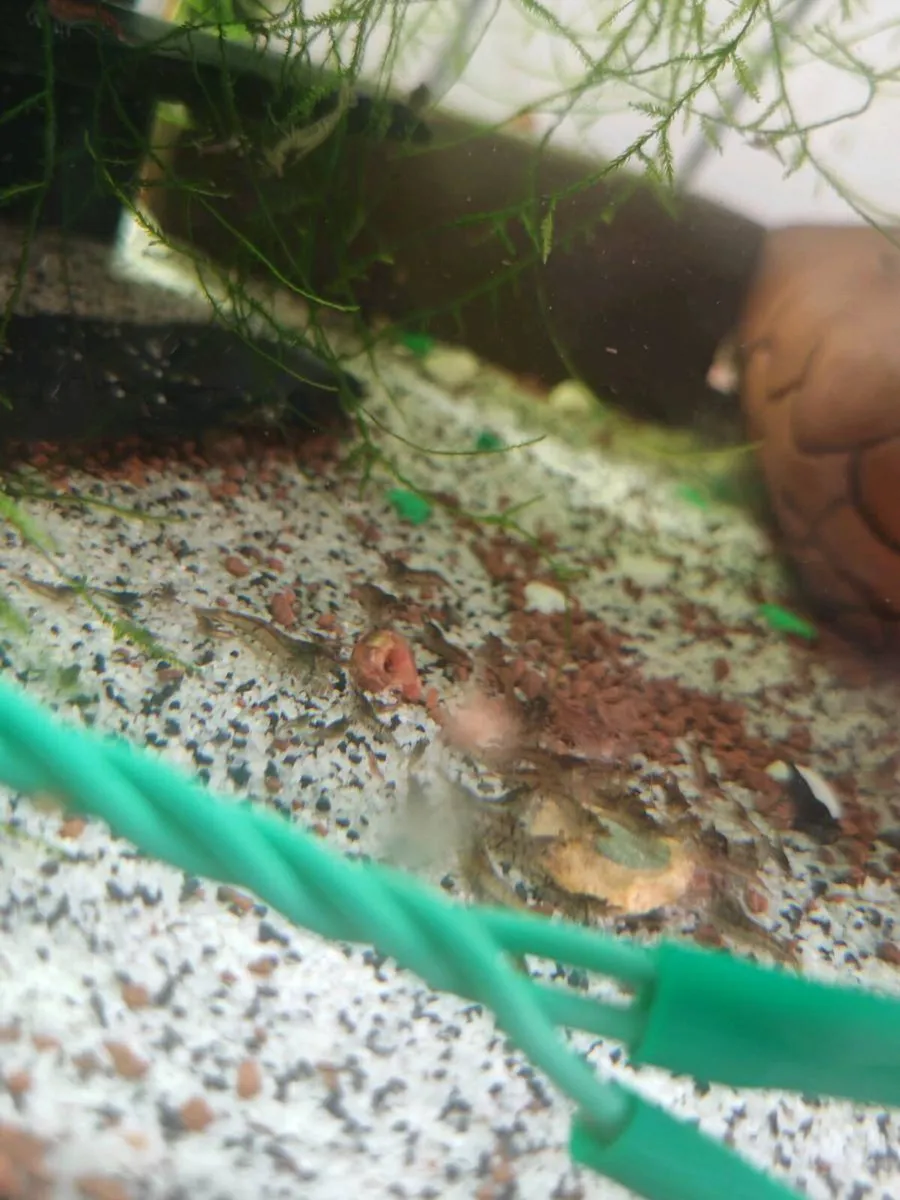 Neocardinia shrimp mixed - Image 4