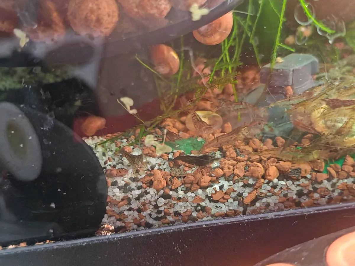 Neocardinia shrimp mixed - Image 2
