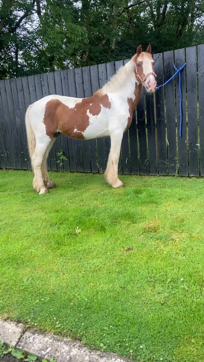 Lead Rein/ happy hacker Cob - Image 1