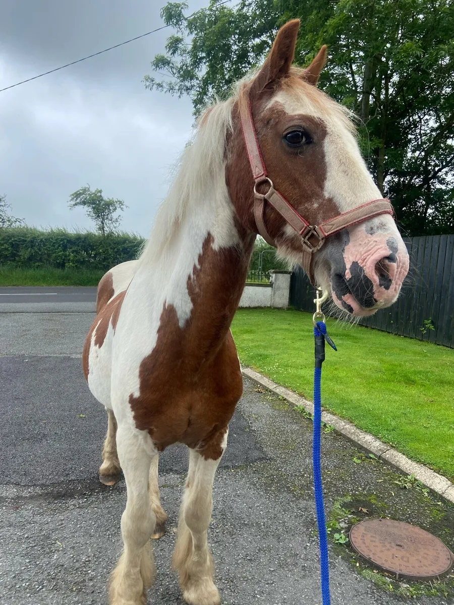Lead Rein/ happy hacker Cob - Image 2